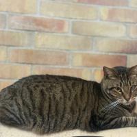 Ettore gatto 2 anni