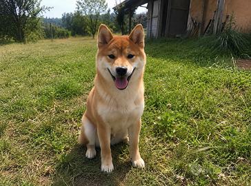 Shiba inu