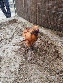 Gallo moroseta originale