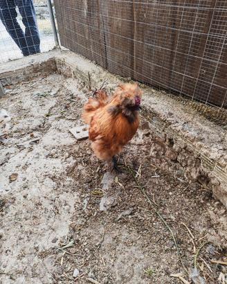 Gallo moroseta originale