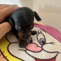 Cucciolo di Bassotto kaninchen/nano