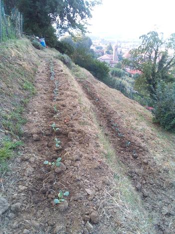 Terreno terrazzato vigneto