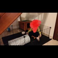 Box per conigli nani