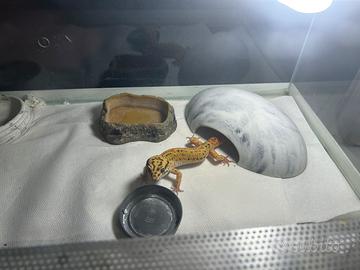 Geko