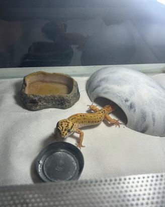 Geko
