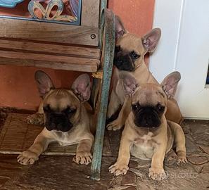 Super cuccioli di bulldog francese