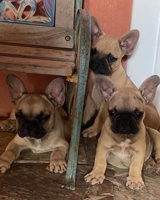 Super cuccioli di bulldog francese