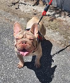 BIG Rope Velvet Maschio Isabella  Bulldog Francese