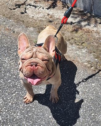 BIG Rope Velvet Maschio Isabella  Bulldog Francese