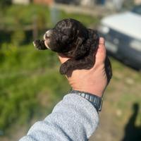 Barboncini Nani Cioccolato