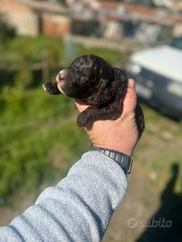 Barboncini Nani Cioccolato