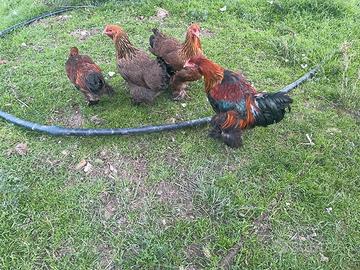 Brahma perniciato oro