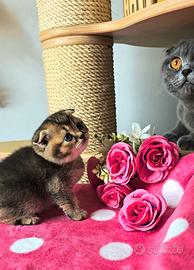 Scottish fold British