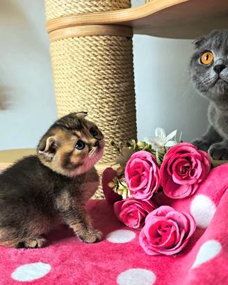 Scottish fold British