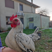 Gallo e gallina sebright argento bianco limone