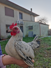 Gallo e gallina sebright argento bianco limone