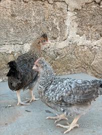 Galline