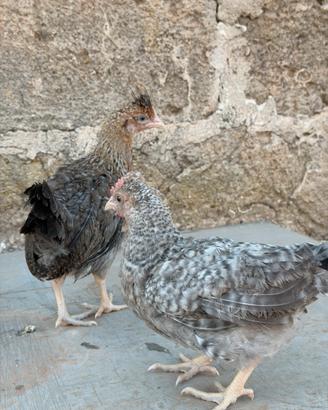 Galline