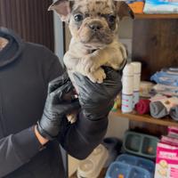 Bulldog francese marle