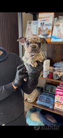 Bulldog francese marle