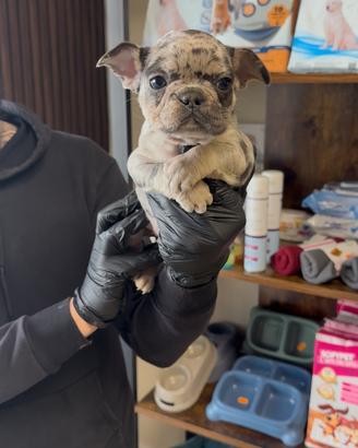 Bulldog francese marle