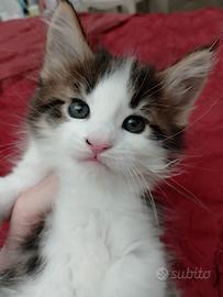 Gattina MaineCoon di due mesi