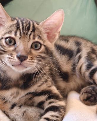 Cucciolo di bengala