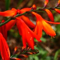 10 Bulbi di Giglio Crocosmia Aurea