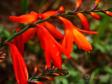 10 Bulbi di Giglio Crocosmia Aurea