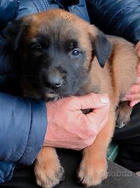 Cuccioli di Pastore Belga Malinois