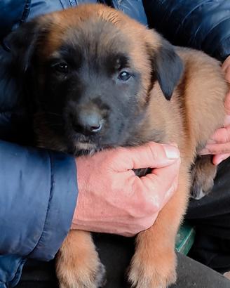 Cuccioli di Pastore Belga Malinois