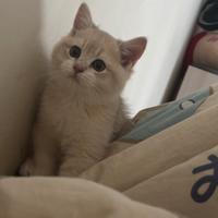 Gattino maschio 3mesi