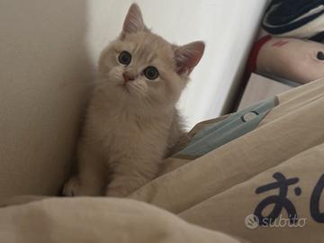 Gattino maschio 3mesi