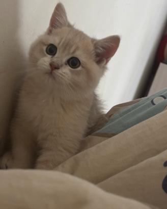 Gattino maschio 3mesi