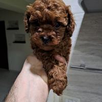 Barboncino mini toy red