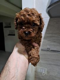 Barboncino mini toy red