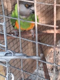 poicephalus senegal 