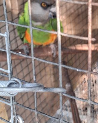 poicephalus senegal 