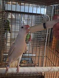 parrocchetti pappagalli dal collare