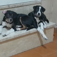 Cagnolini