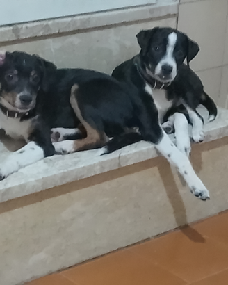 Cagnolini
