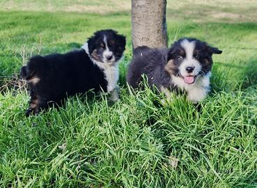 Cuccioli Pastore Australiano con Pedigree