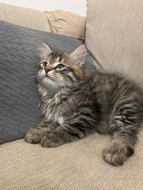 Cuccioli di siberiano