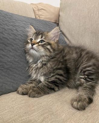 Cuccioli di siberiano