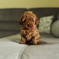 Cuccioli di Barboncino