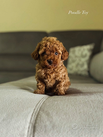 Cuccioli di Barboncino