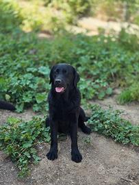 Labrador originali con pedigree