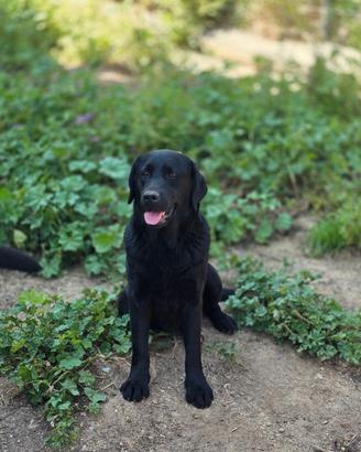 Labrador originali con pedigree