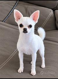 Chiwawa per monta