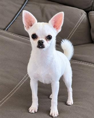 Chiwawa per monta